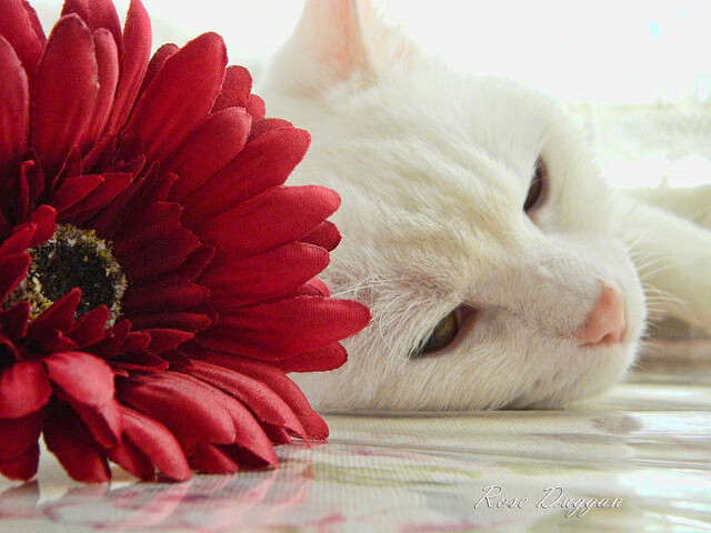 英超争冠之夜，C罗进攻端无人可挡，谱写唯一传奇