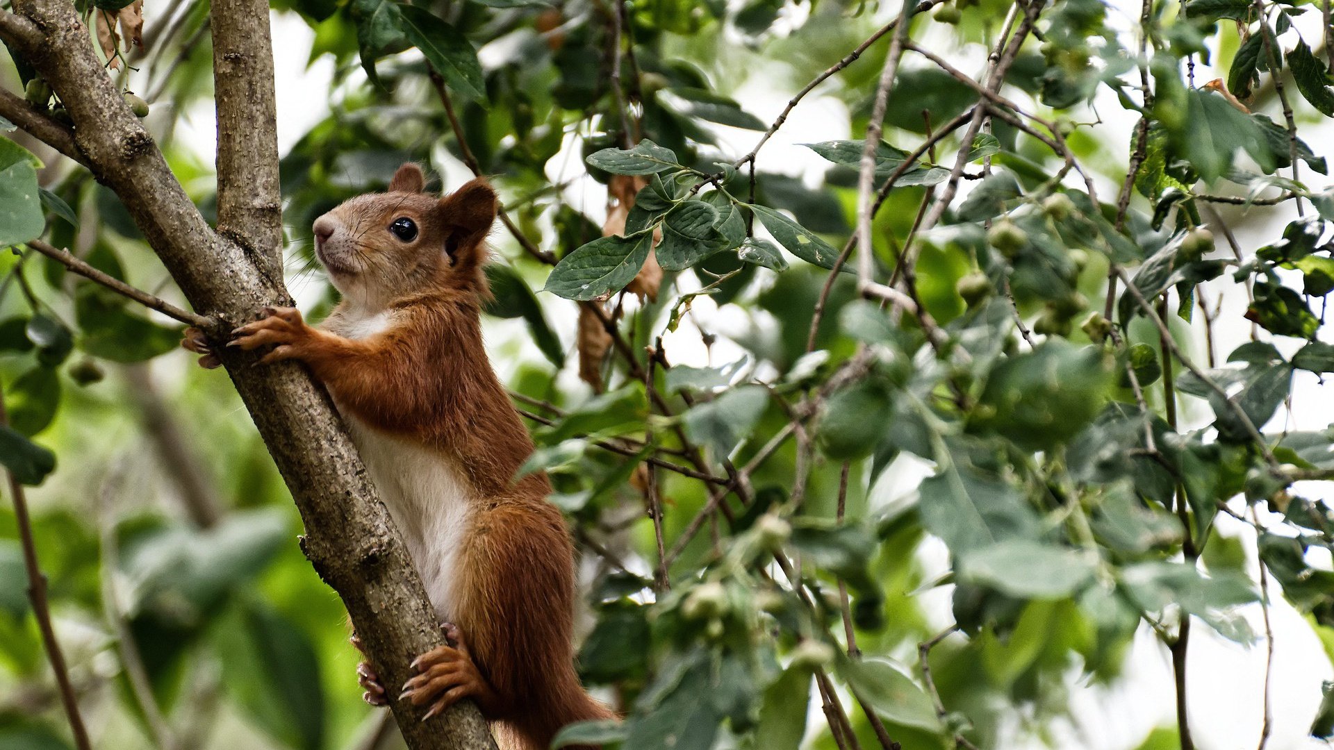 北非雄狮泪洒绿茵，特兰加雄狮加冕王座—一场定义时代的非洲巅峰对决