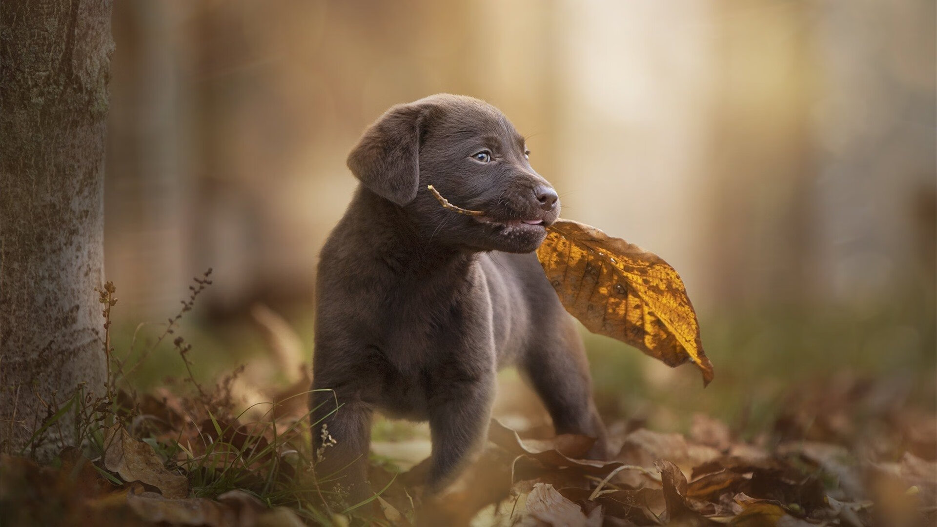 一场因误解而生的胜利,当美国外援为宿敌球队特制中国式解法