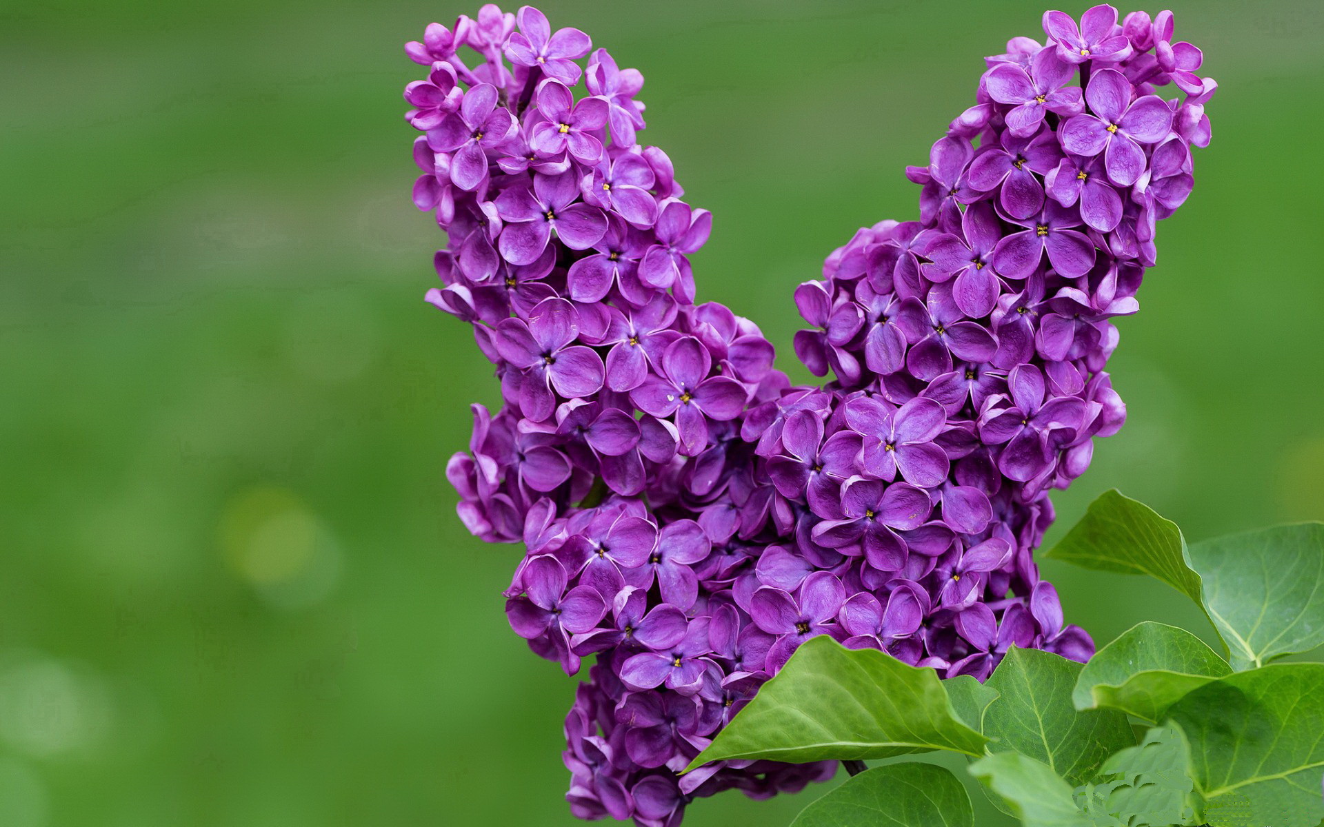 绿茵场的F1时刻，当哈兰德点燃年度争冠之夜