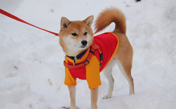 跨越时空的进球，当萨拉赫现身美加之战改写宿命