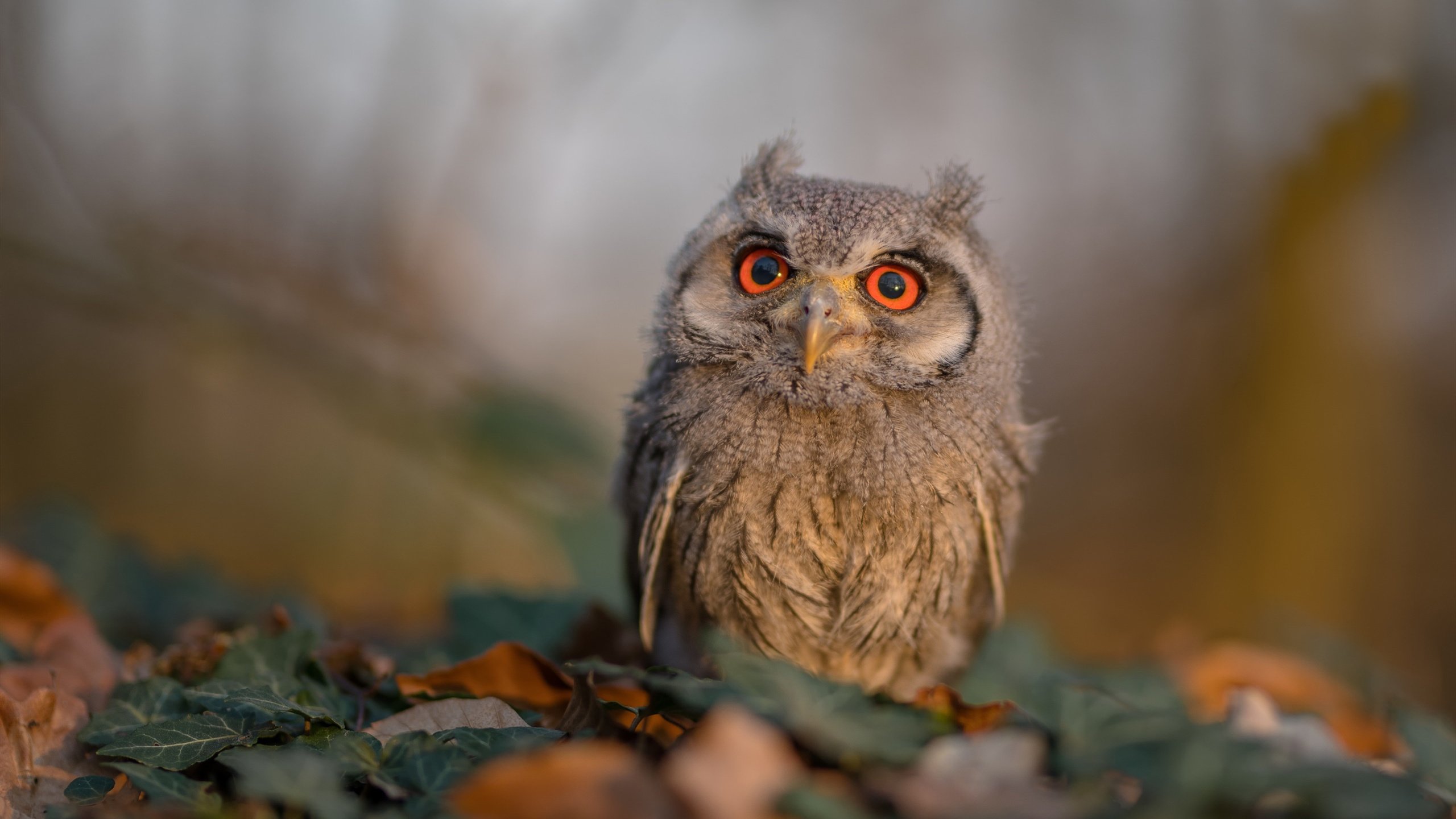 超神辅助!葡萄牙读秒绝杀几内亚,皮克稳定输出全场不掉线
