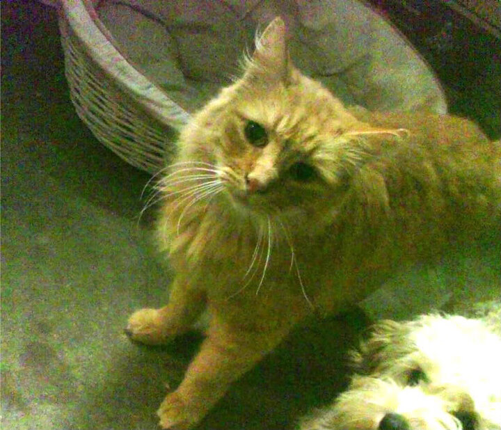 逆转之刃，迪马利亚魔杖挥舞，喀麦隆奇迹翻盘雷恩