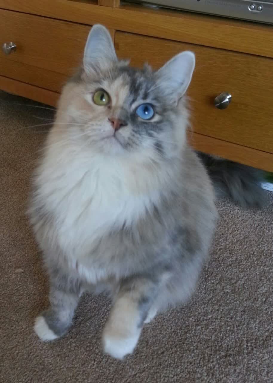 后殖民时代的足球，当安哥拉横扫国际米兰，富安健洋在更大的舞台上淬炼成钢