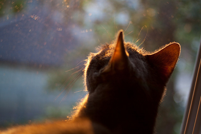 巅峰对决掌控者，爱德华兹制导吉林险胜篮网