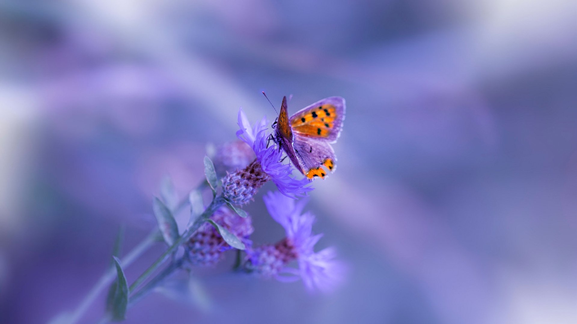 当绿茵场的手伸进油漆区，奥亚尔萨瓦尔，一场跨越维度的唯一性接管