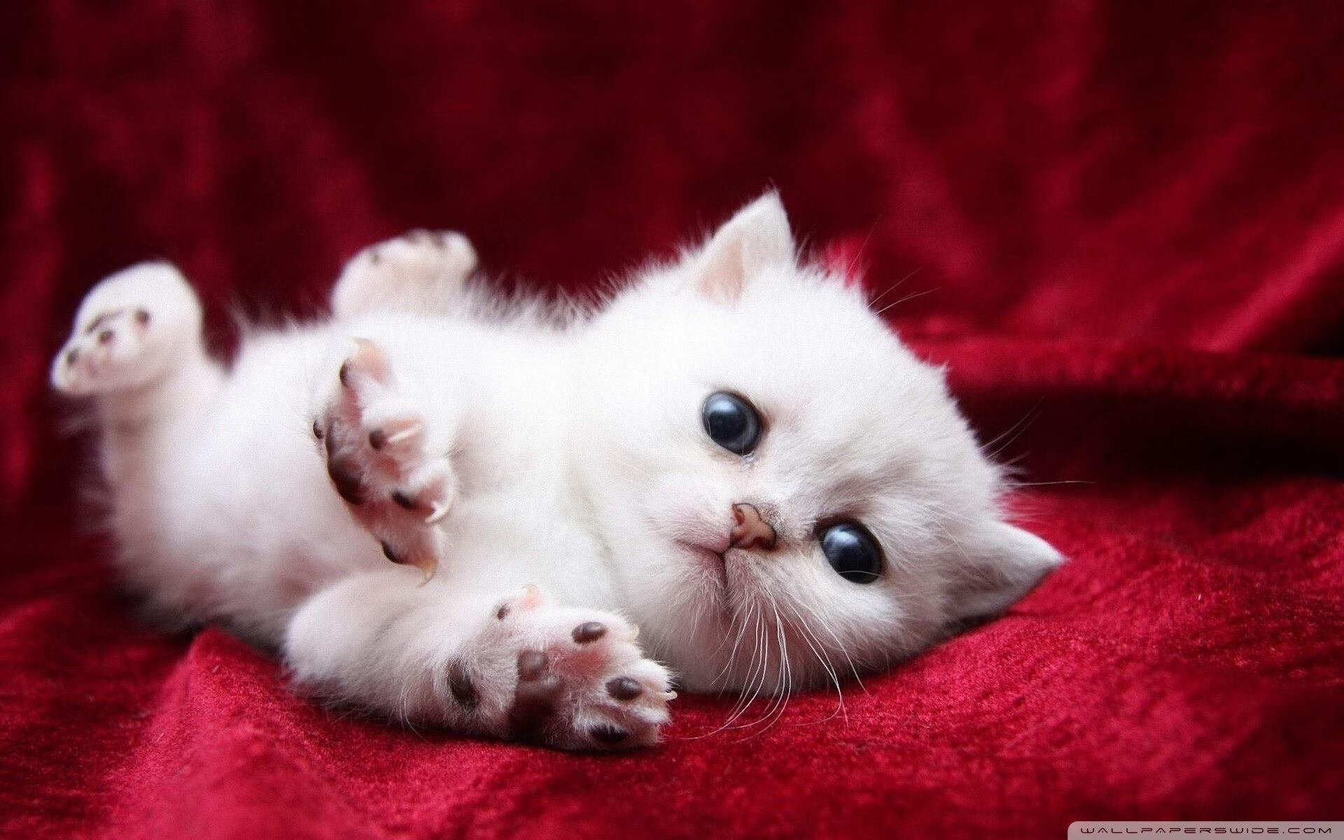 跨界之火，毕尔巴鄂与塞内加尔的慈善对决，库尔图瓦点燃绿茵传奇