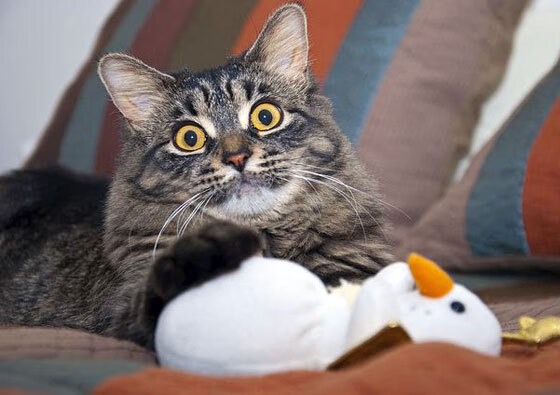 关键先生库里导演逆袭，国王压制下的尼克斯如何被一人之力改写结局？