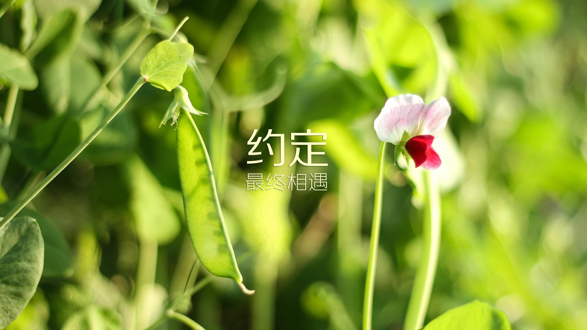 闪电战与大师棋局，京多安用两记穿透性传球，导演智利对哥斯达黎加的压制性胜利