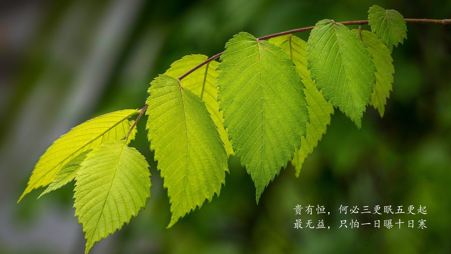 高卢雄鸡的黄昏，欧洲红魔的黎明，2026世界杯H组，一场被吉鲁定义，却由比利时书写的唯一复仇